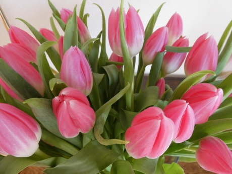 Tulpen