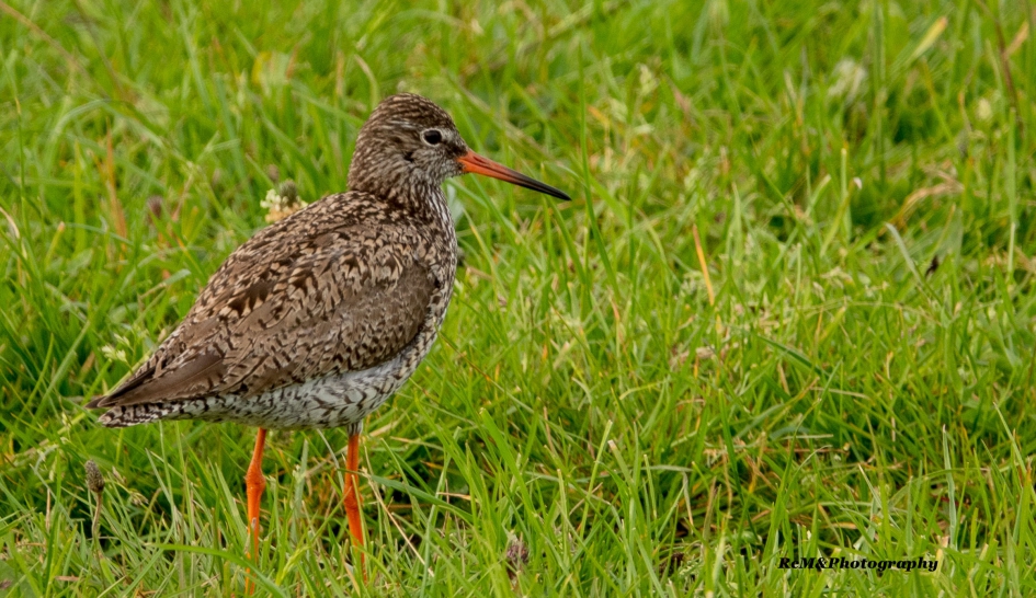 Tureluur. - Vogels - Tureluur.