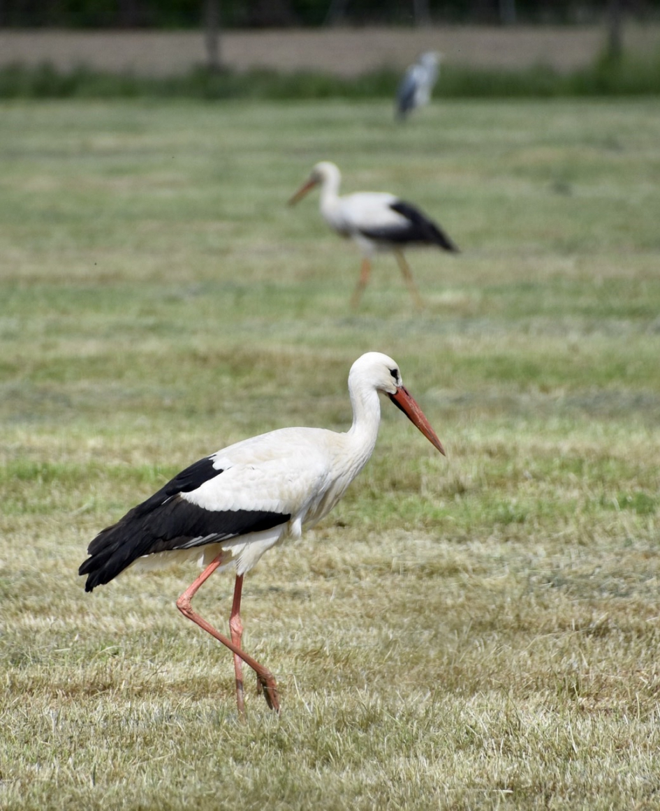 Twee van de zes - Vogels - 