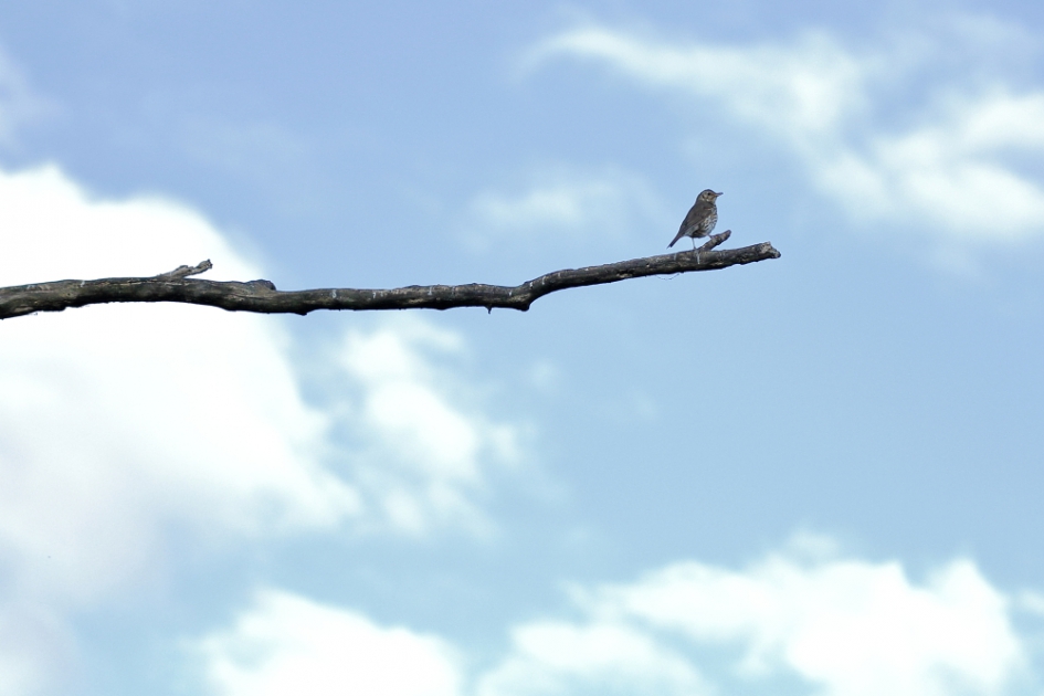 uitgangspunt - Vogels - zanglijster