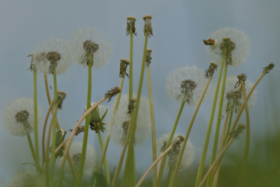 van pluis naar niet-pluis - Planten - paardenbloem