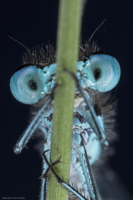 Variabele waterjuffer (Coenagrion pulchellum)
