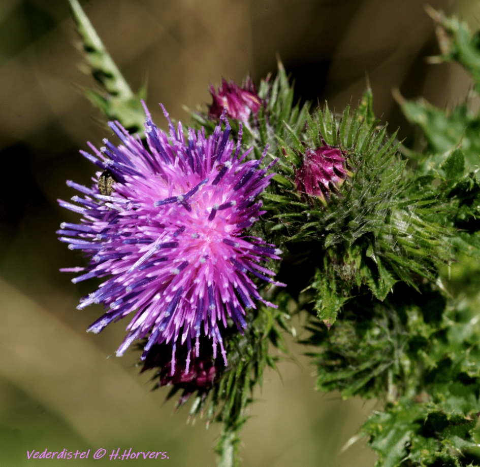 Vederdistel. - Planten - Vederdistel.