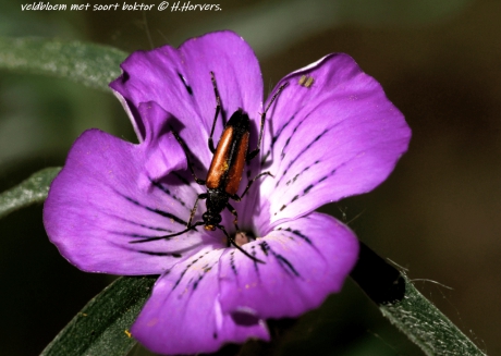 Veldbloem met soort boktor.