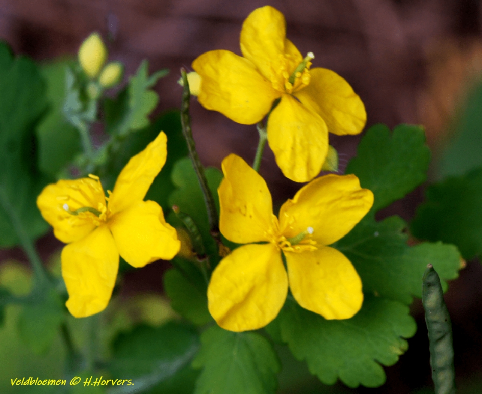 Veldbloemen - Stinkende gouwe ?? - Planten - Stinkende gouwe