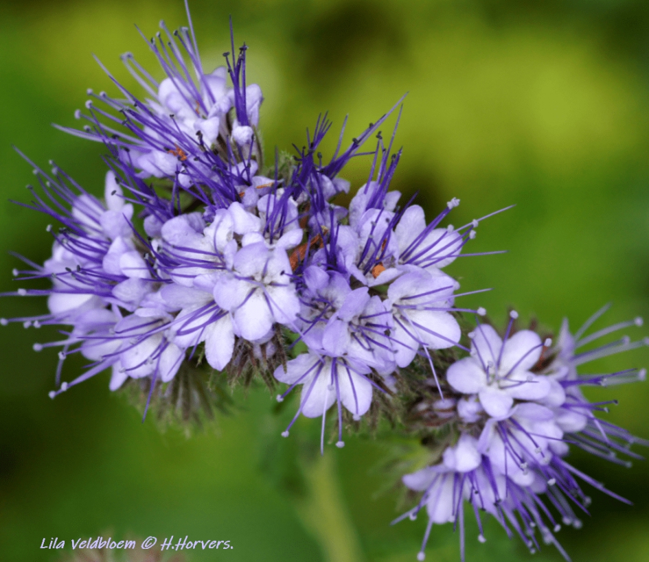 Veldbloemen - Planten - Veldbloemen-Phacelia