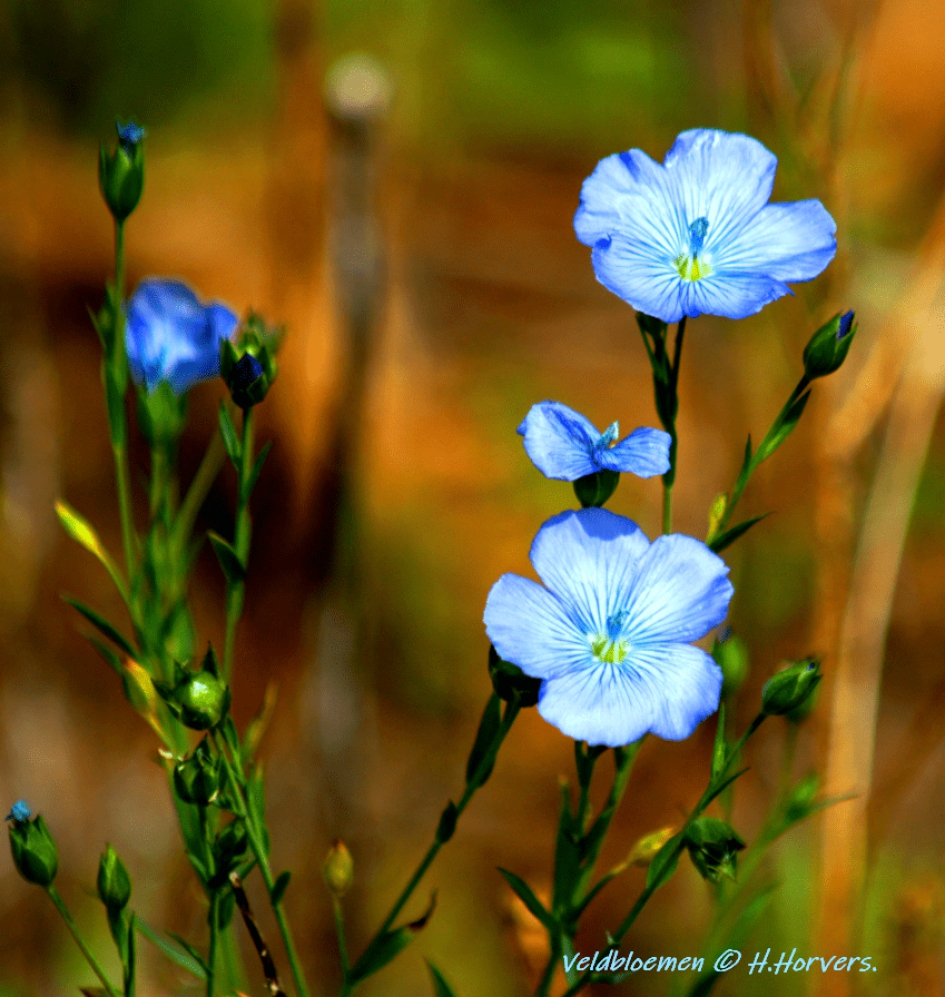 Veldbloemen. - Planten - Veldbloemen.