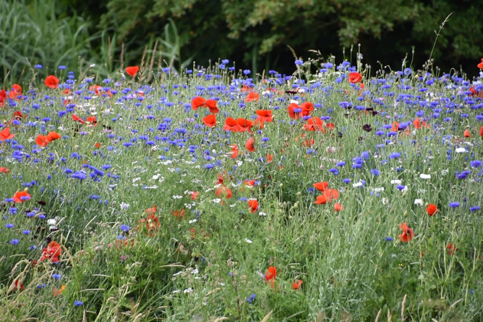 Veldbloemen - Planten - 
