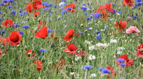 Veldbloemen