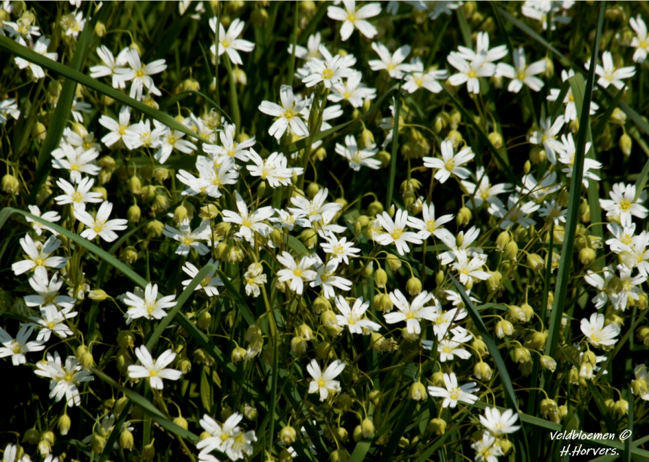 Veldbloemetjes - Planten - Veldbloemen