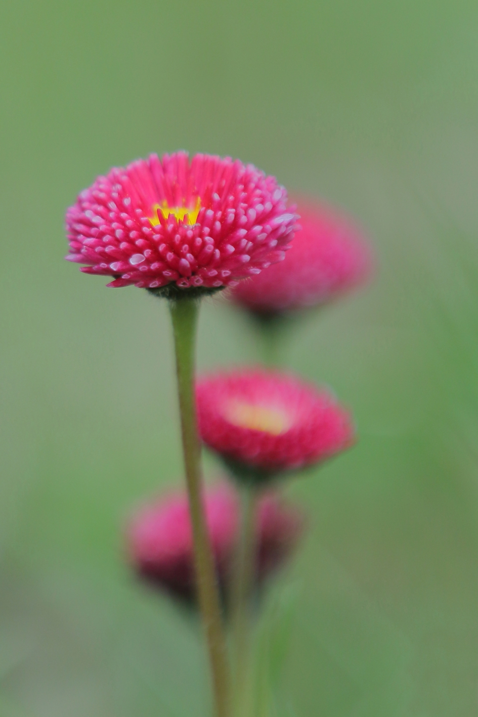 verwilderd madeliefje - Planten - madeliefje