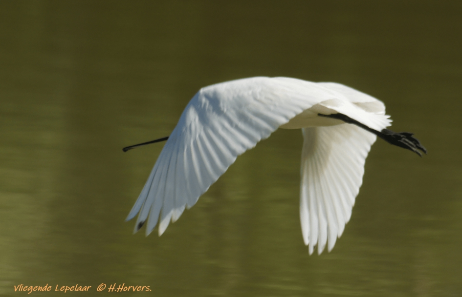 Vliegende Lepelaar - Vogels - Lepelaar