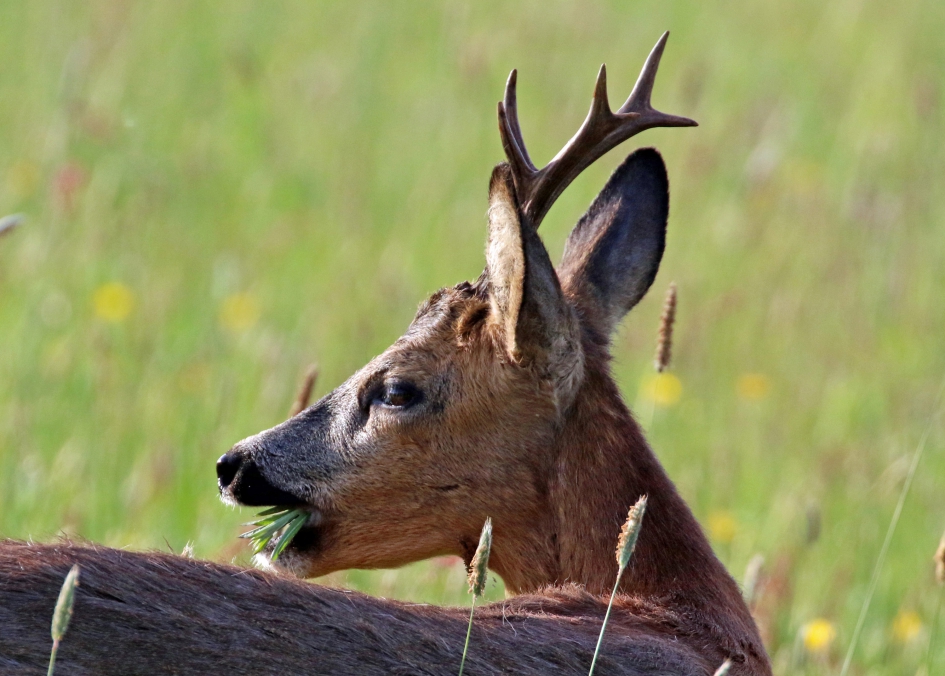 Voedzaam ontbijt - Zoogdieren - 