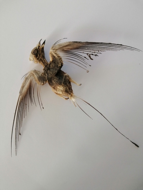 Vogelskeletje