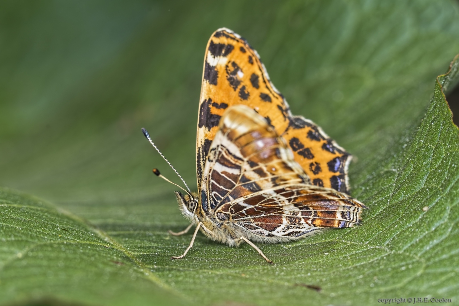 (voorjaars) Landkaartje (Araschnia levana) - Geleedpotigen - (voorjaars) Landkaartje