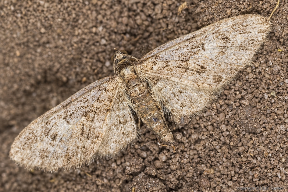 Voorjaarsdwergspanner (Eupithecia abbreviata) - Geleedpotigen - Voorjaarsdwergspanner