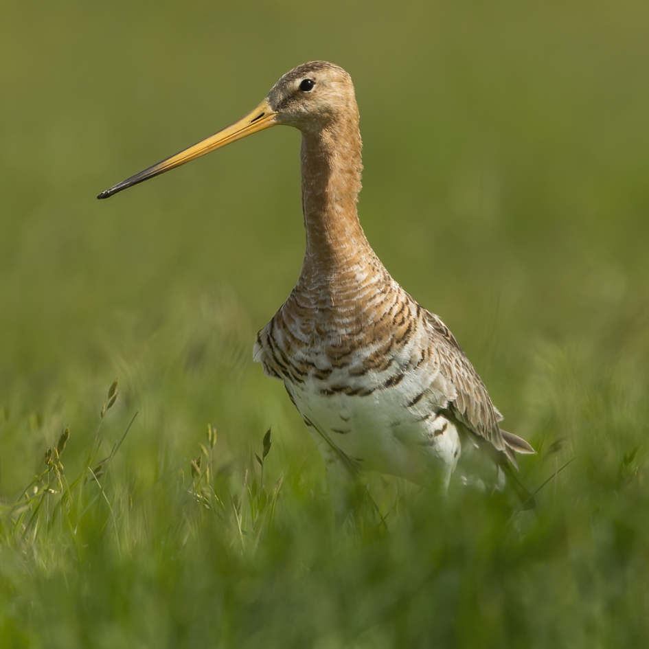 Vorstelijk II - Vogels - Grutto