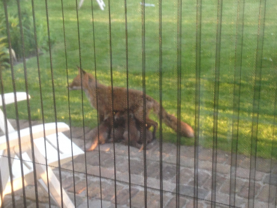 Vos met zogende jongen - Zoogdieren - 