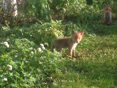 vosje in het avondlicht