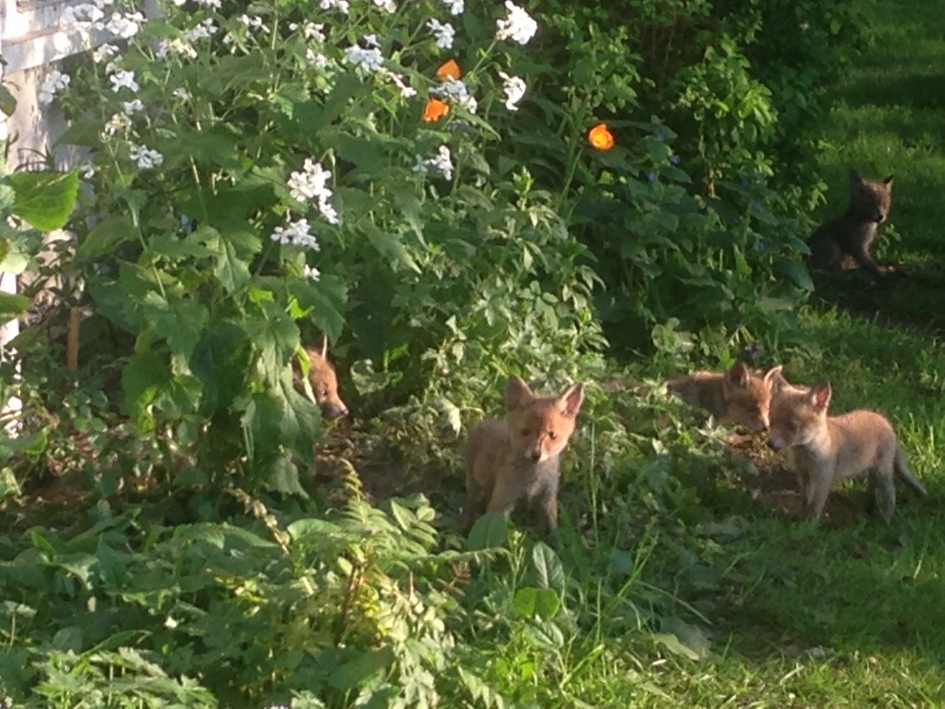 vosjes - Zoogdieren - Vos
