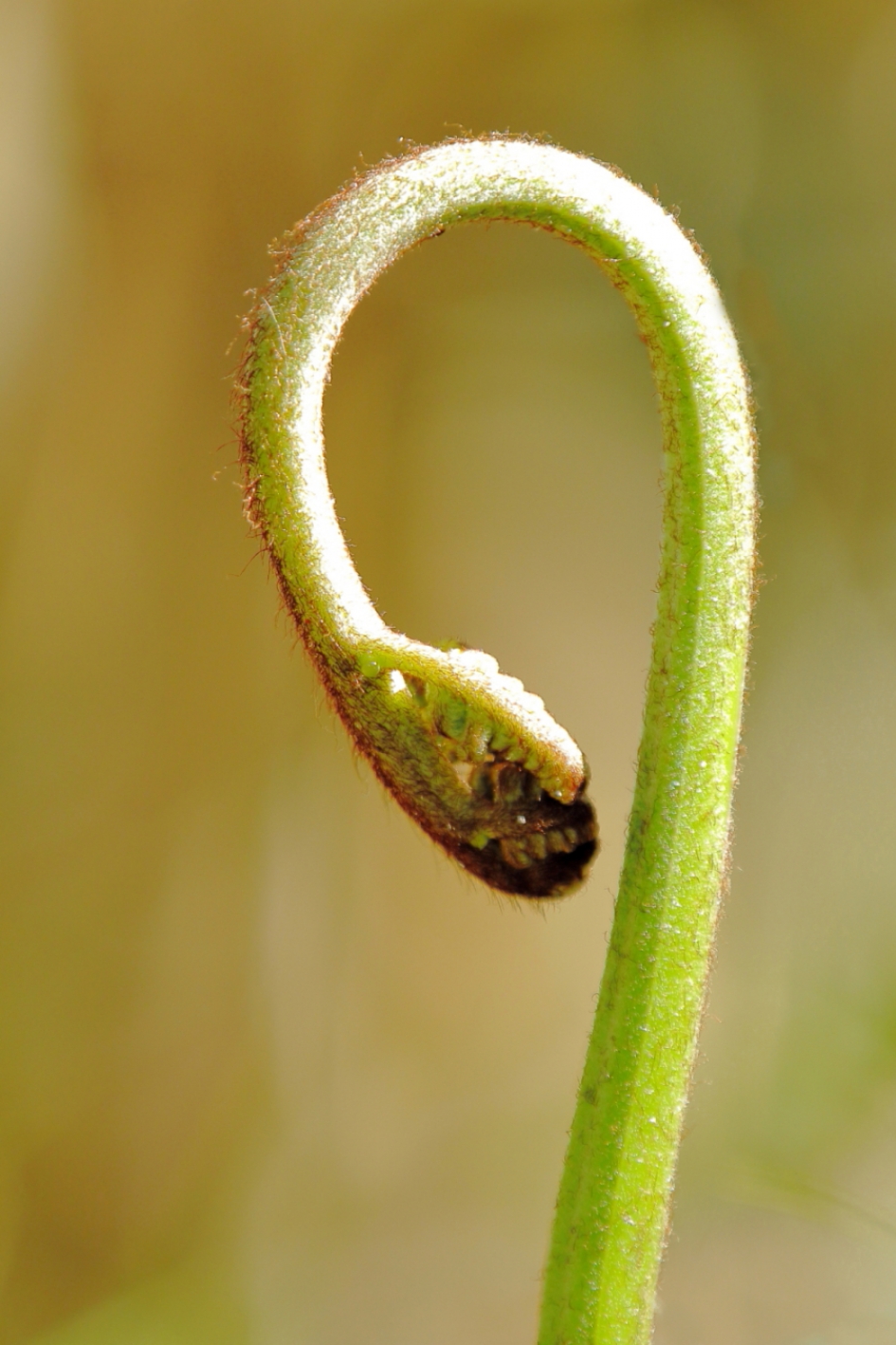vraagteken - Planten - varen