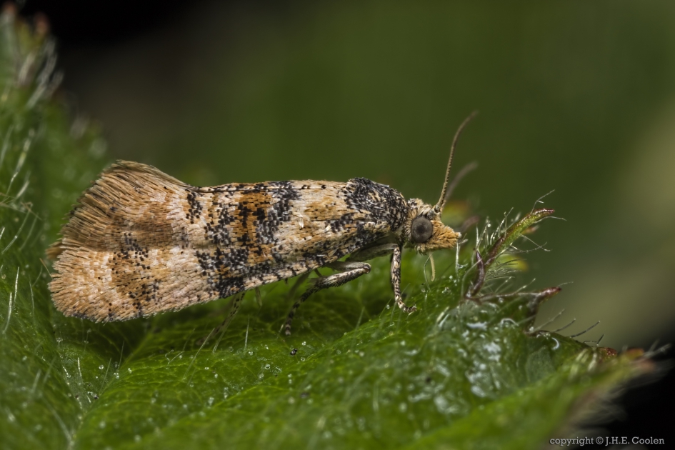 Vroege dwergbladroller (Cochylis nana) - Geleedpotigen - Vroege dwergbladroller