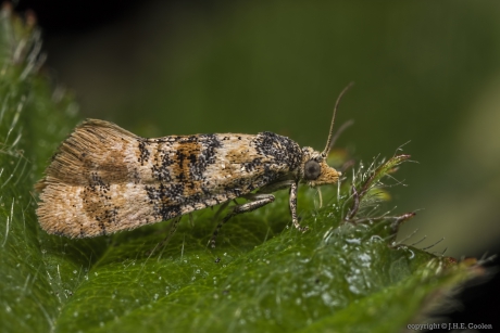 Vroege dwergbladroller (Cochylis nana)