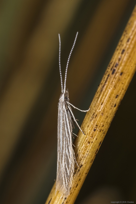 Vroege veldbieskokermot (Coleophora otidipennella)