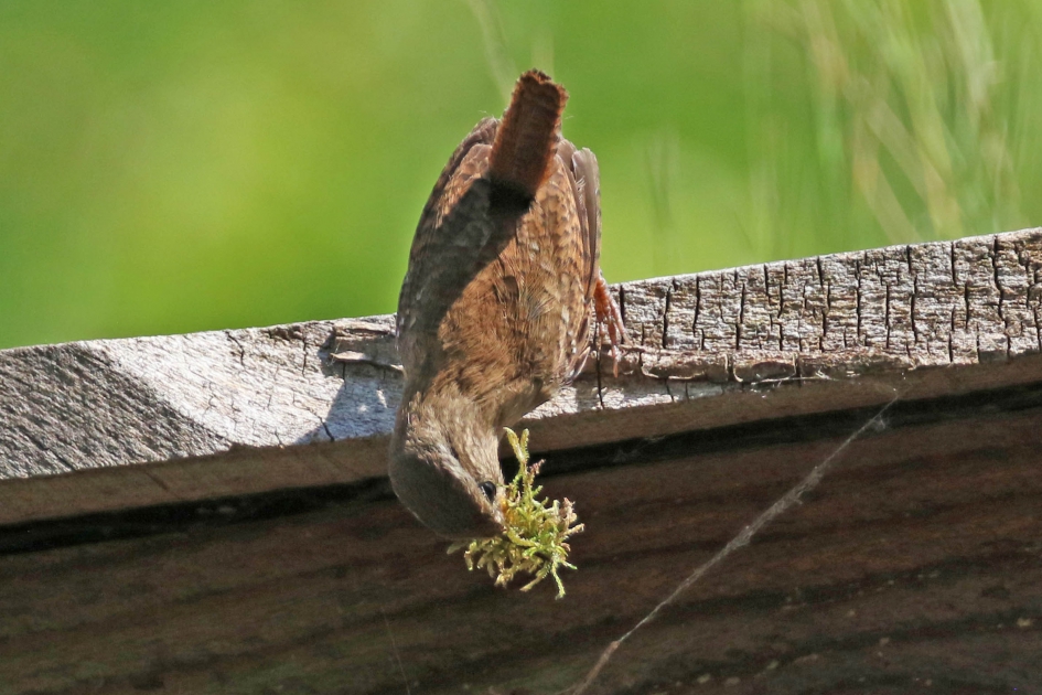 Waar had ik dat nest nu gepland? - Vogels - 