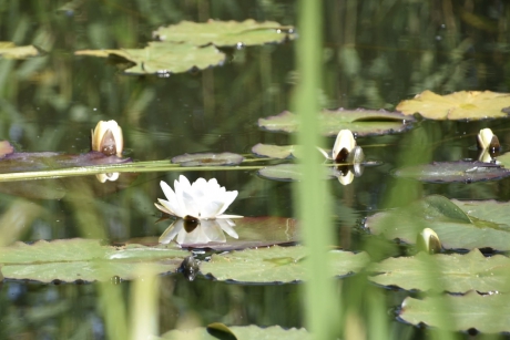 Water lelies