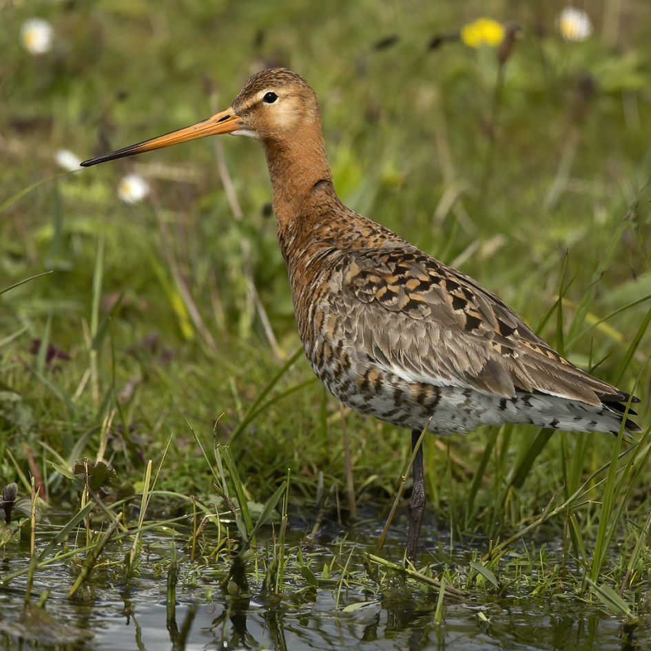 Waterschappen opgelet !!! - Vogels - Grutto