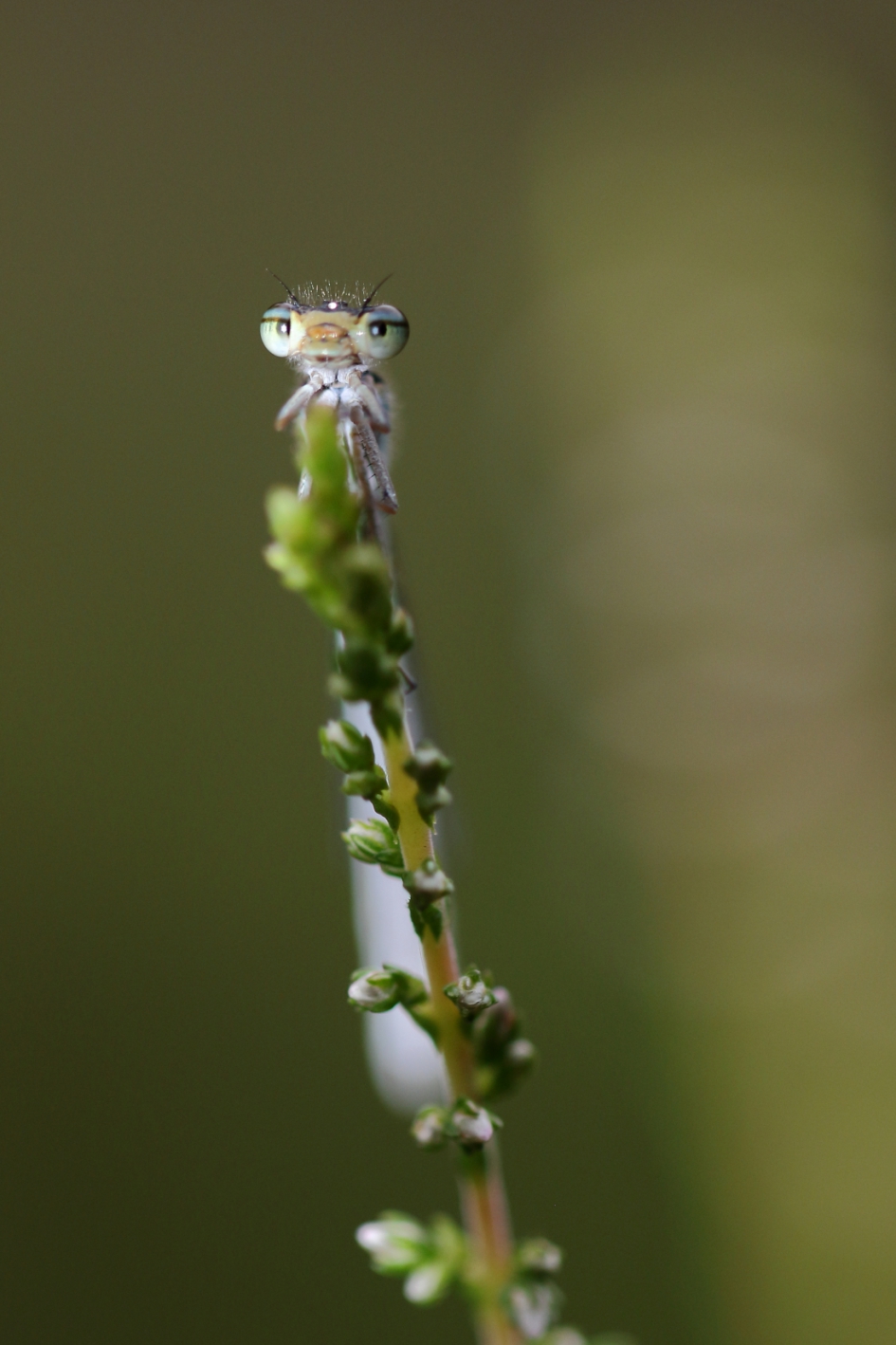 watersnuffel - Geleedpotigen - watersnuffel