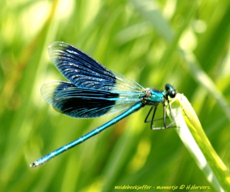 Weidebeekjuffer - mannetje.