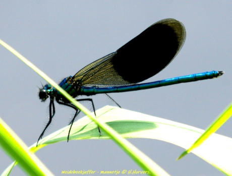 Weidebeekjuffer - mannetje.