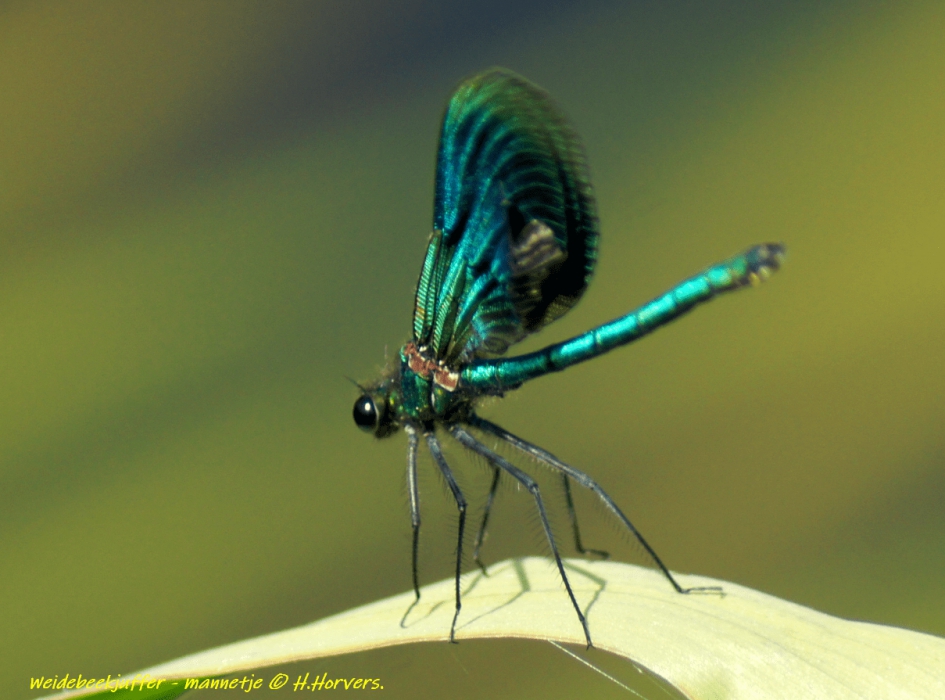 Weidebeekjuffer - mannetje - Geleedpotigen - Weidebeekjuffer - mannetje