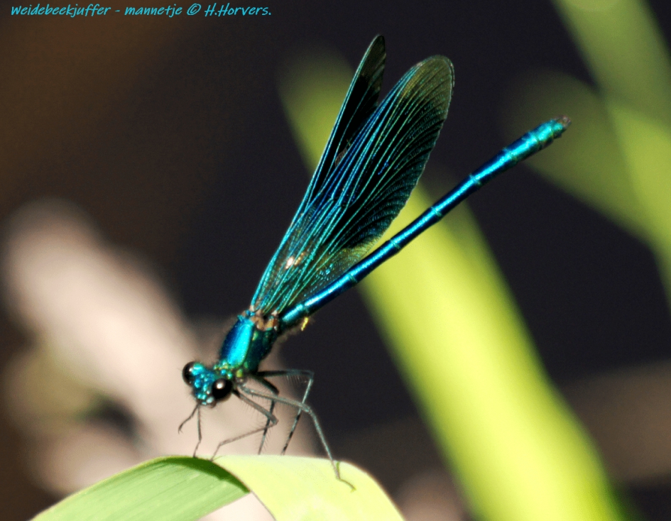 Weidebeekjuffer - mannetje. - Geleedpotigen - Weidebeekjuffer - mannetje.