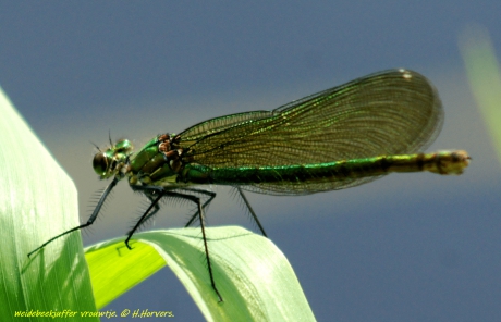 Weidebeekjuffer vrouwtje.