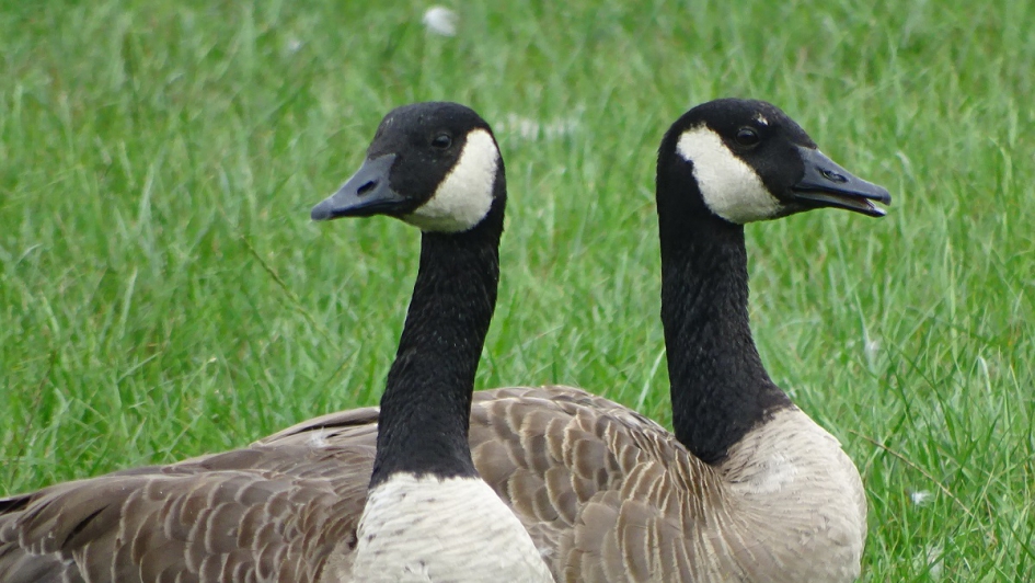 Wij kennen elkaar niet hoor! - Vogels - 
