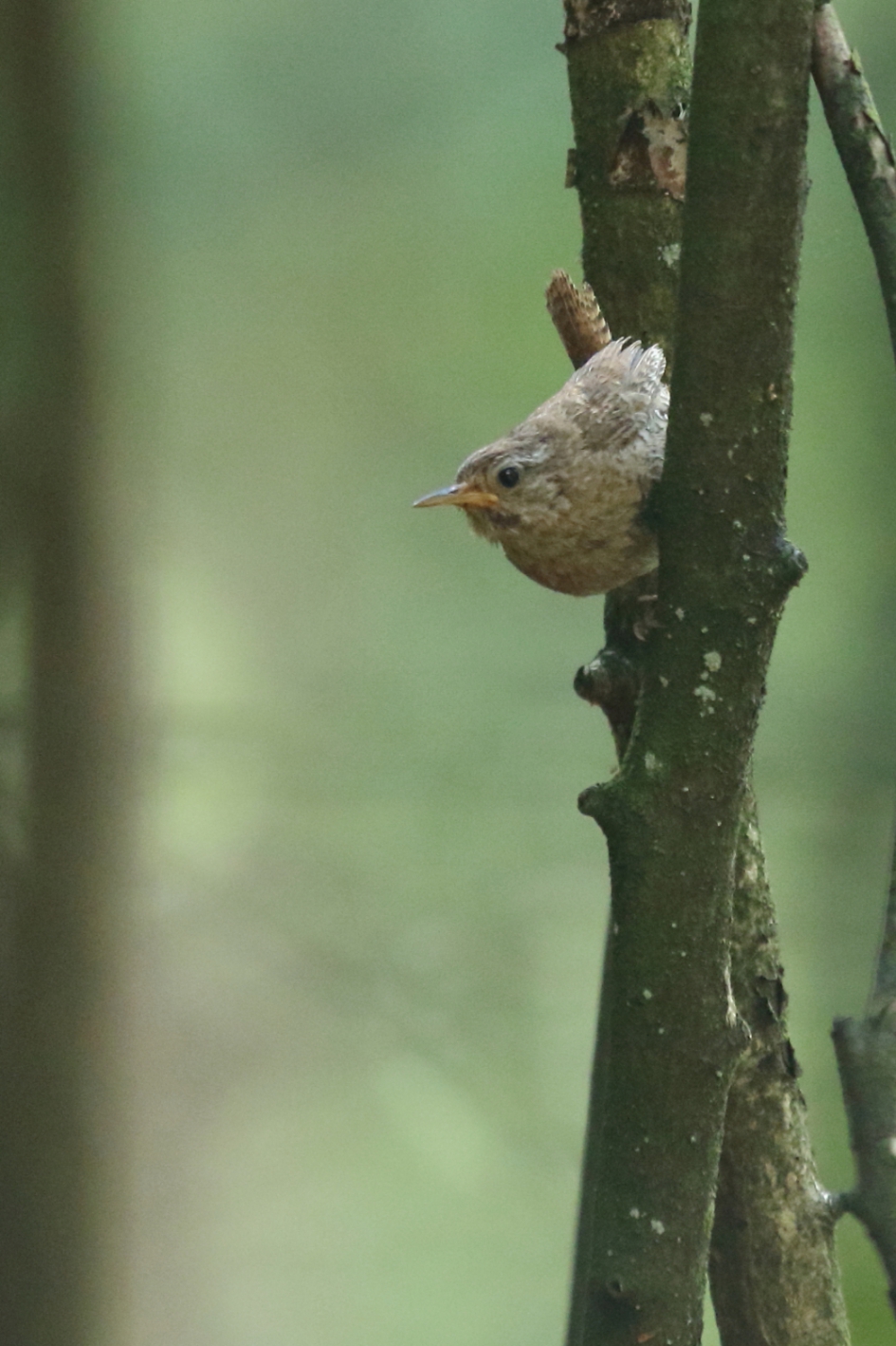 winterkoning -juveniel- - Vogels - winterkoning