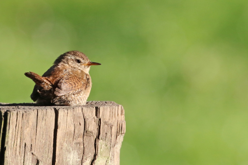 Winterkoning - Vogels - 