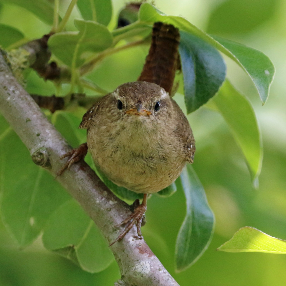 Winterkoninkje - Vogels - 