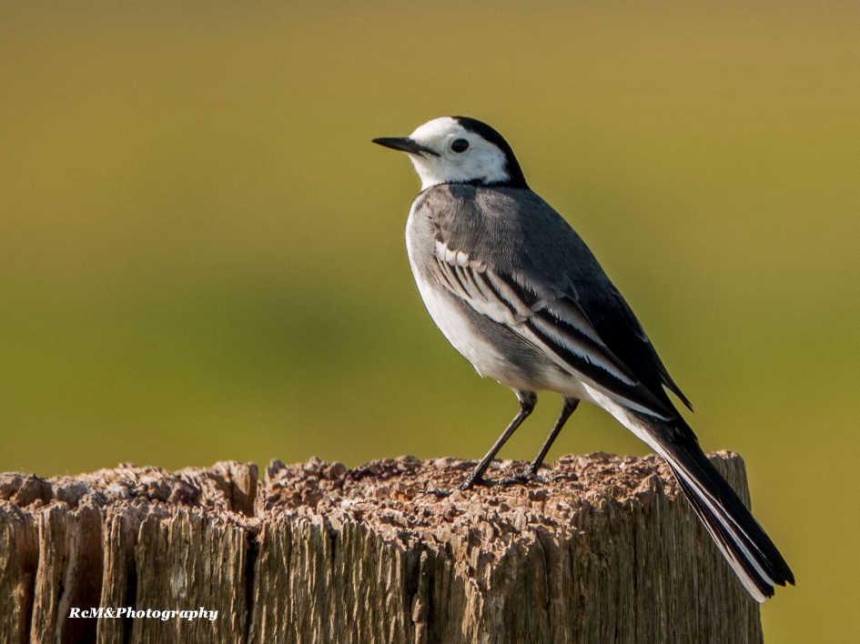 Witte kwikstaart. - Vogels - Witte kwikstaart.