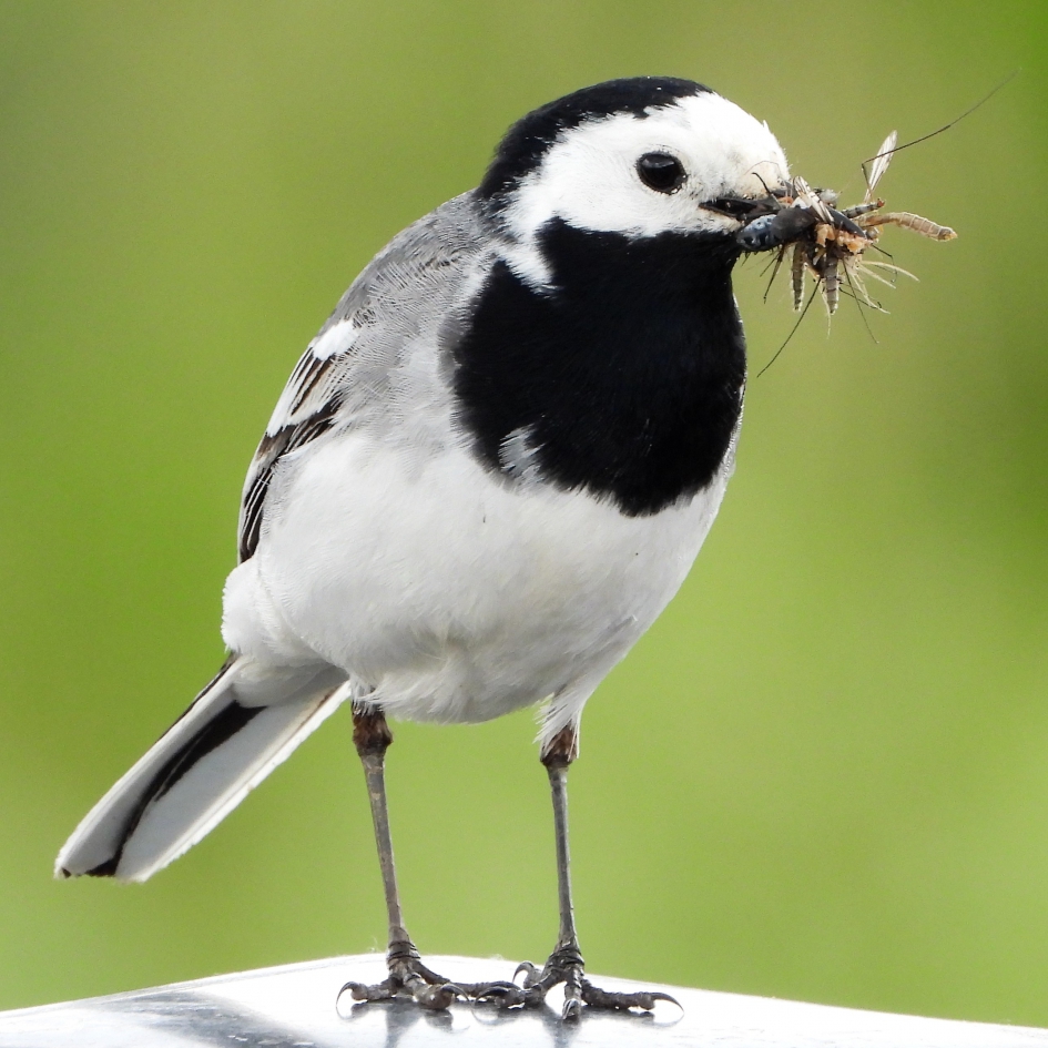 Witte Kwikstaart - Vogels - Witte Kwikstaart