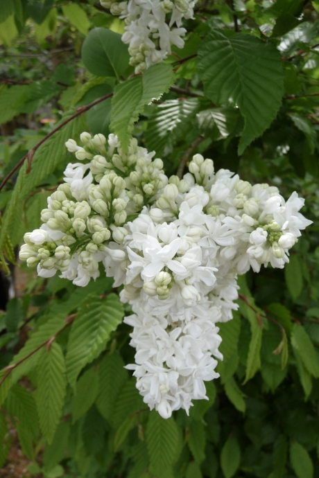 Witte seringen