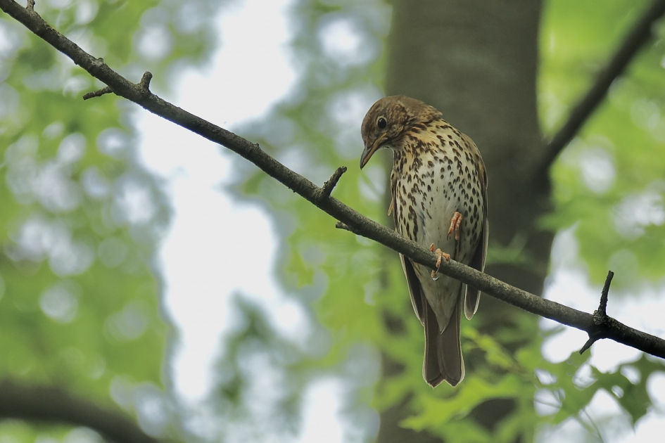 Zanglijster - Vogels - Zanglijster