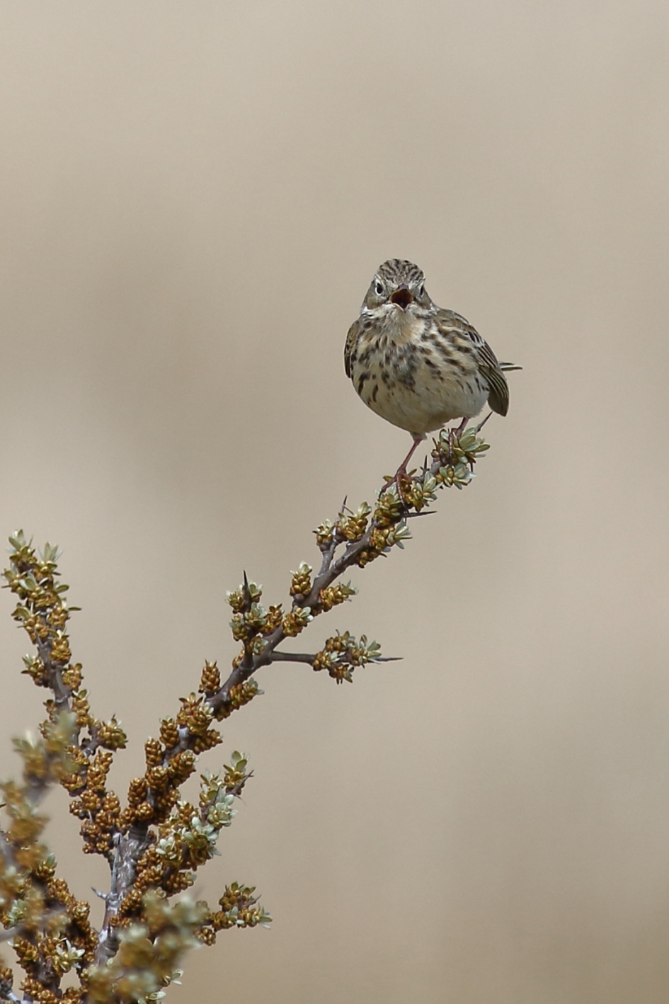 zingende graspieper - Vogels - graspieper