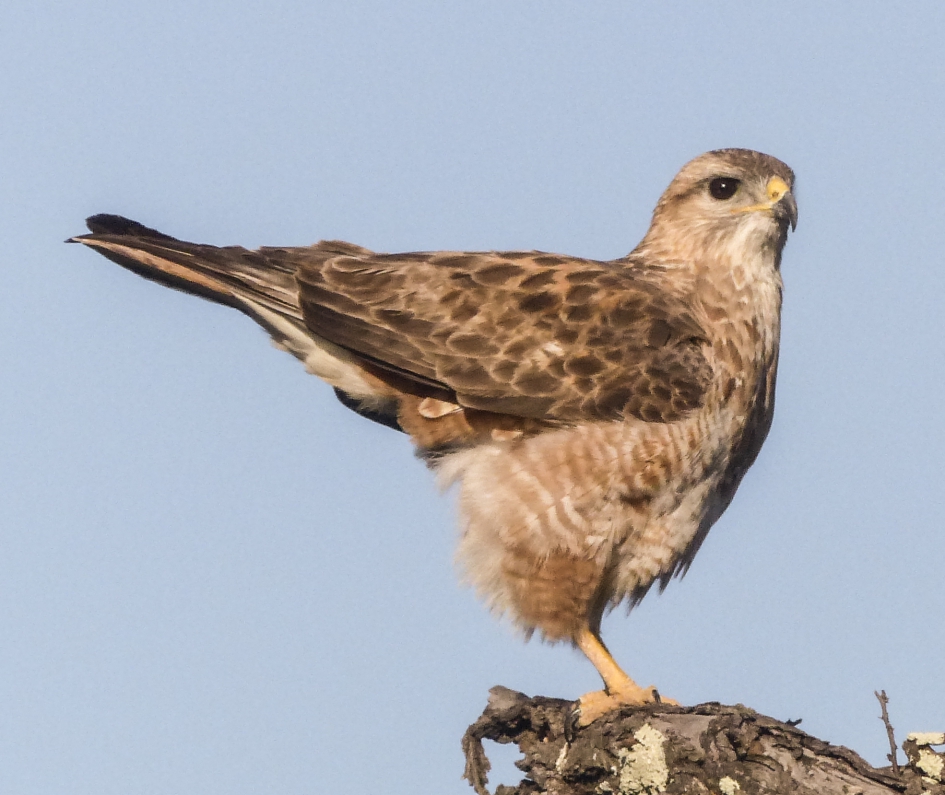 zo lekker in de avondzon - Vogels - buizerd