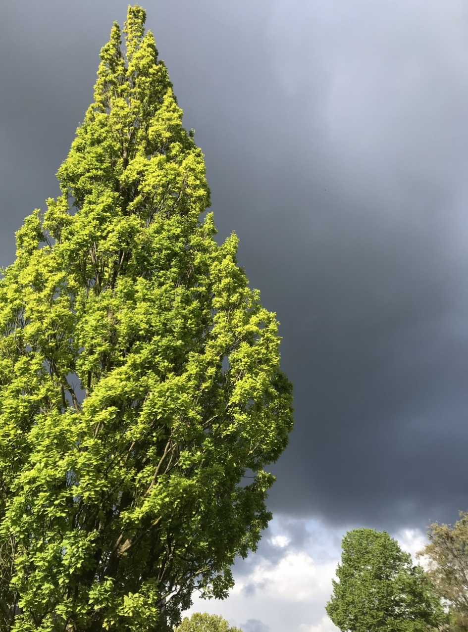 Zuileiken - Planten - 