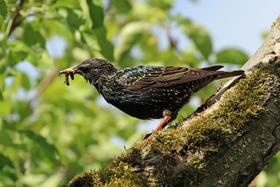 Zwaar werk.. - Vogels - 