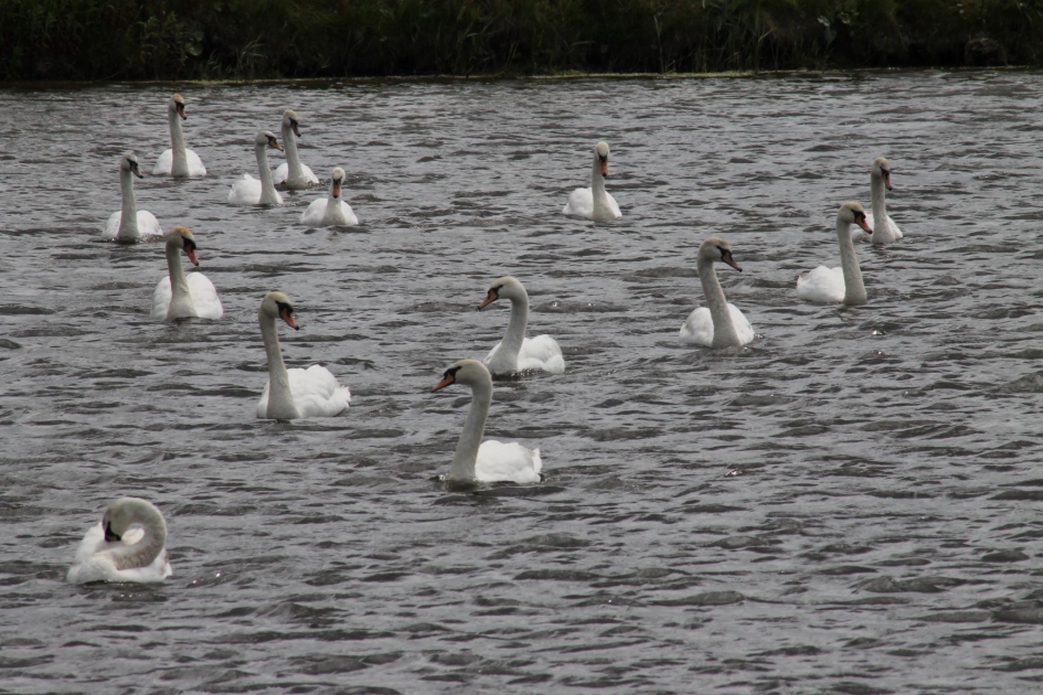 Zwanenmeer - Vogels - Knobbelzwanen